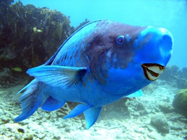 The Blue Parrotfish - The Strangest Animals